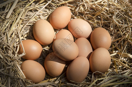 养鸡场干草巢的棕蛋图片