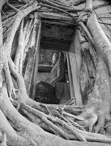 根树吸收废墟的树根在泰河殿普勒图片
