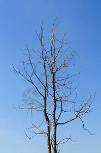 夏天的干枯树和蓝天空图片