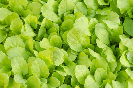 雨后新鲜的绿色生菜图片