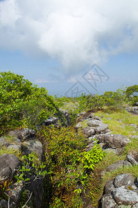 一块岩石上的地衣在自然岩石上图片