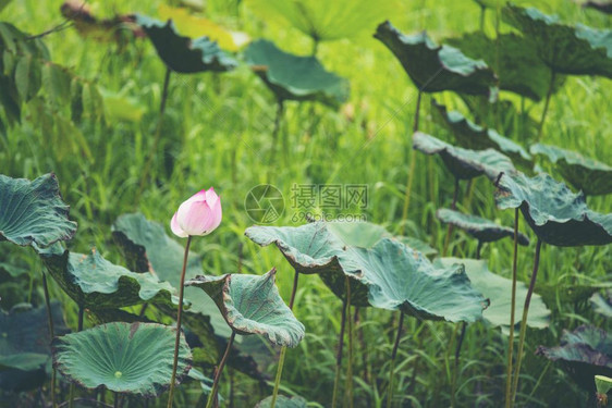 湖中的粉莲花图片