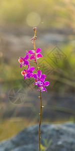 热带林花植物图片