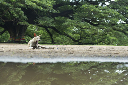 泰国大树前的白狗图片