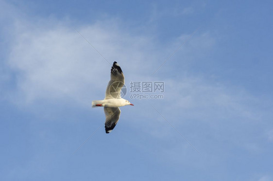 蓝天海鸟图片