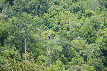 热带森林景观图图片
