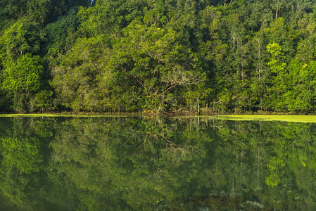 水湖对森林的反思图片
