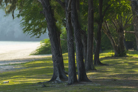 阳光和海松图片