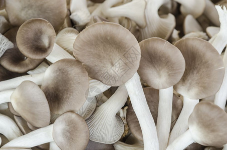 农场的蘑菇用于烹饪图片