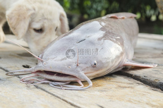 木制桌上的大鱼图片