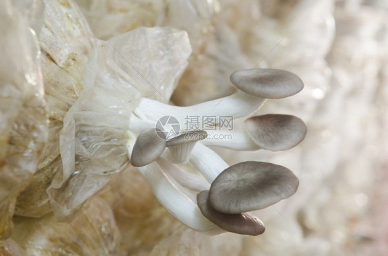 农场新鲜的蘑菇用于烹饪图片
