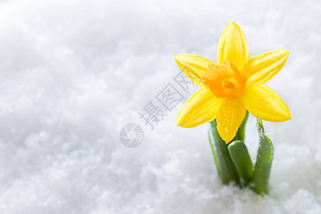 Crocus花朵生长的雪春天开始大自然克罗cus图片