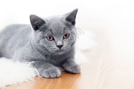 小可爱猫在木地板上玩耍英国短发小猫蓝灰皮毛年轻可爱猫在木地板上玩耍图片