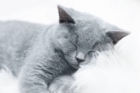 英国短发小猫蓝灰皮毛白的小可爱猫图片