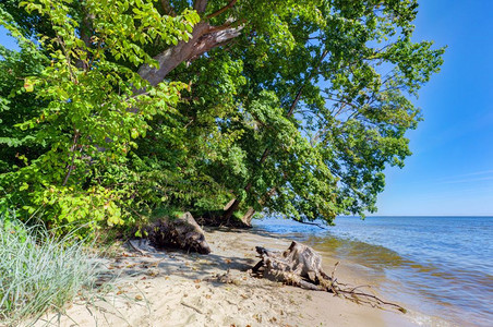 波兰克湾的海岸兰的罗海水面上挂着树木波兰的克湾海岸罗的图片