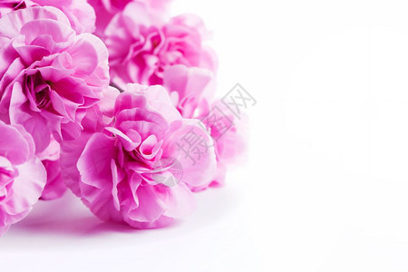 白色背景的粉红软花束春天庆祝白色背景的粉红软春花束图片