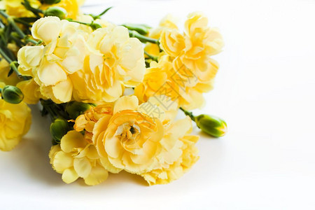 白色背景的黄软花束春天庆祝白色背景的黄软春花束图片