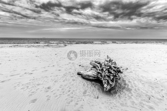 海滩上的树干云端暴风黑白景海滩上的树干云雾暴风日黑白图片