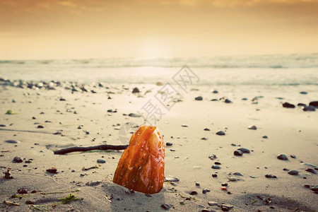 海滩上的安珀石珍宝藏概念波兰罗的海图片