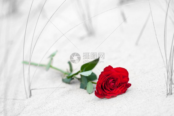 红玫瑰躺在沙滩上的子浪漫爱情的概念浪漫但也可能象征着失去忧郁回忆过去等颜色对黑白红玫瑰在海滩上爱情忧郁的概念图片