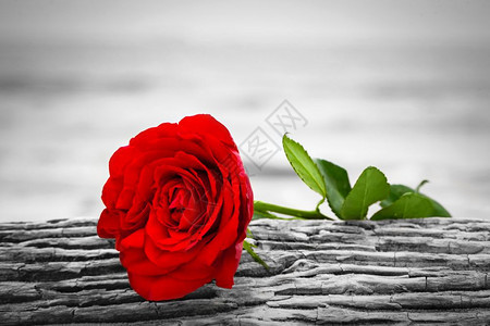 红玫瑰躺在海滩上破碎的树浪漫爱情的概念浪漫但也可能象征失去忧郁回忆过去等颜色对黑白红玫瑰在海滩上爱情忧郁的概念图片