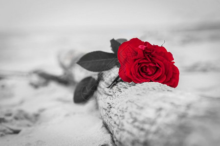 红玫瑰躺在海滩上破碎的树浪漫爱情的概念浪漫但也可能象征失去忧郁回忆过去等颜色对黑白红玫瑰在海滩上爱情忧郁的概念图片