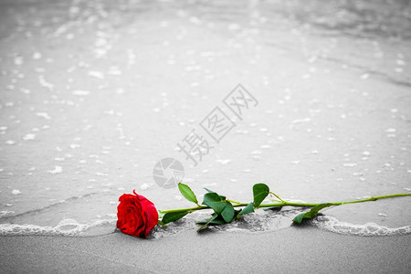波浪洗去海滩上的红玫瑰浪漫爱情的概念浪漫但也可能象征失落忧郁回忆过去等颜色对黑白波浪洗去海滩上的红玫瑰颜色对黑白图片