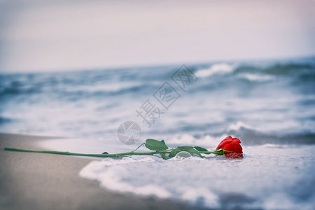 波浪洗去海滩上的红玫瑰浪漫爱情的概念浪漫但也可能象征失落忧郁回忆过去等传统波浪洗去海滩上的红玫瑰传统爱情图片