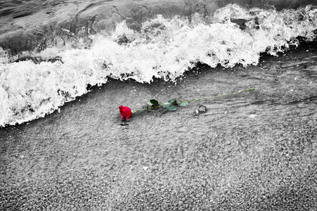 波浪洗去海滩上的红玫瑰浪漫爱情的概念浪漫但也可能象征失落忧郁回忆过去等颜色对黑白波浪洗去海滩上的红玫瑰颜色对黑白图片