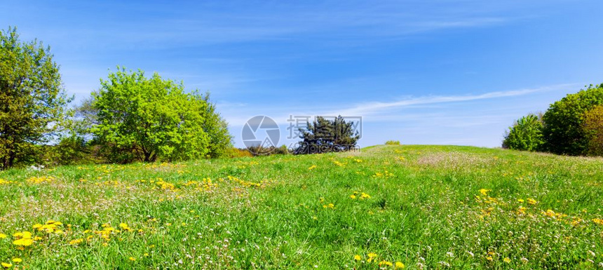 夏季草原上的青草绿树和盛开的花高清图片下载 正版图片304484660 摄图网