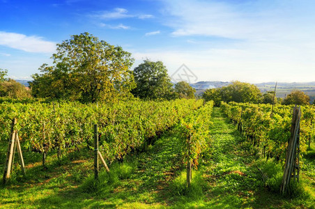意大利托斯卡纳的葡萄园图斯卡纳的画像葡萄园利普托斯卡纳的葡萄园里普图片