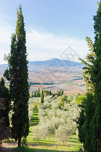 意大利绿谷托斯卡尼树木质图片