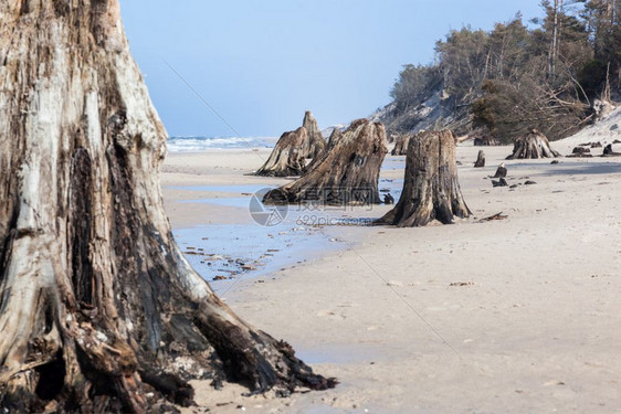 30年前的树干在暴风雨后的海滩上波兰罗的海慢温斯基公园独特的自然现象30年前的树干在暴风雨后的海滩上波兰罗的海慢温斯基公园图片