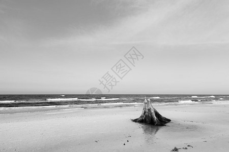 30年的树干在风暴后海滩上斯慢林基公园波罗的海兰独特的自然现象黑白斯慢林基公园波兰图片