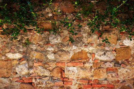 古老的旧砖头有常春藤的石墙原始粗背景古老砖头有常春藤石墙图片
