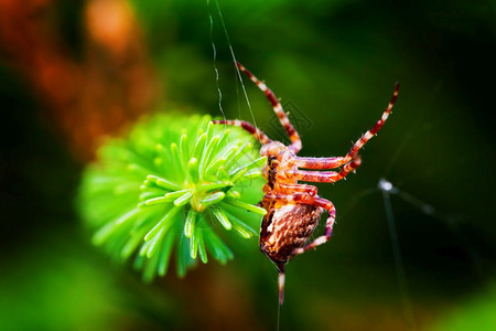 欧洲花园蜘蛛叫十字亚兰尼乌斯二头目物种近距离接亚兰尼乌斯二头目物种图片