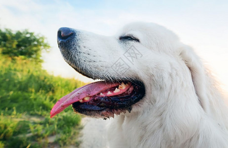 波兰塔特拉牧羊犬也称为Podhalan或OwczarekPodhalanski青年野外狗波兰塔特拉牧羊犬青年图片