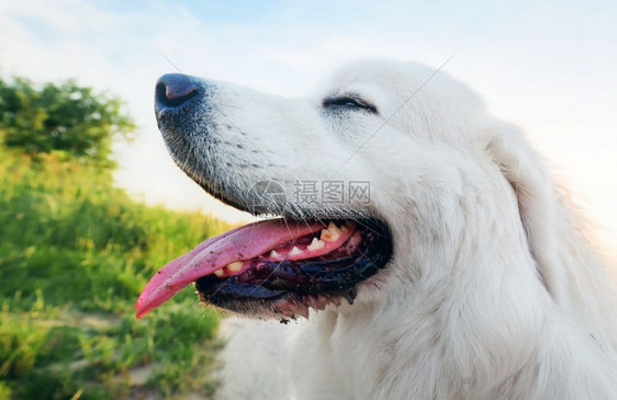 波兰塔特拉牧羊犬也称为Podhalan或OwczarekPodhalanski青年野外狗波兰塔特拉牧羊犬青年图片