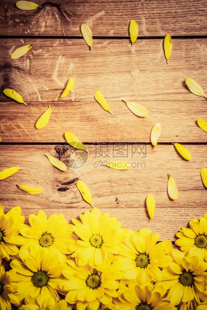 生木上的鲜春花和瓣在valentine日母亲和日等上放文字daisy花朵生木上的鲜春花和瓣高清图片下载 正版图片 摄图网