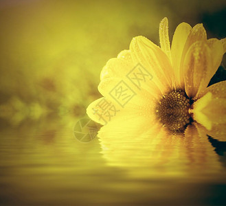 泉水中的鲜花和阳光春天幸福的概念黛西花图片