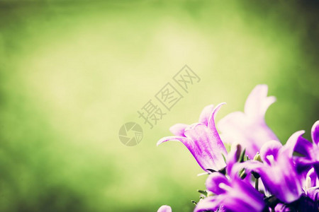 草本背景的鲜花文字位置Tussock贝花也称为喀尔巴阡山兔新鲜花在草本背景的鲜花图片