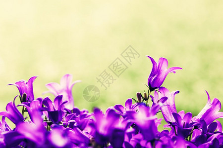 草本背景的鲜花文本位置Tussock贝花也称为喀尔巴阡山兔鲜花草本背景的鲜花图片