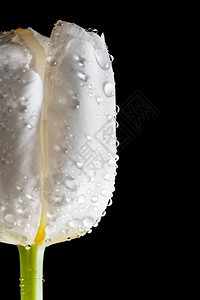 新的白色郁金香有水滴紧贴在黑色背景上春季时间新的白色郁金香黑背景上图片