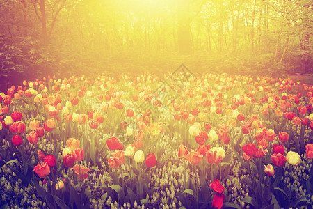 在春天阳光明媚的白花园里有多彩的郁金香花朵图片