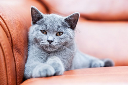 英国短发小猫用蓝色灰皮毛养小猫年轻可爱用皮沙发养图片