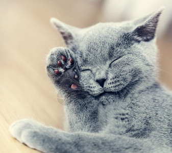 英国短发小猫蓝灰色毛皮小可爱猫毛皮图片