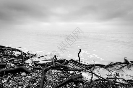 暴风雨后海滩上断裂的树枝寒冷的一天是海黑白的远地平线暴风雨后海滩上断裂的树枝海黑白图片