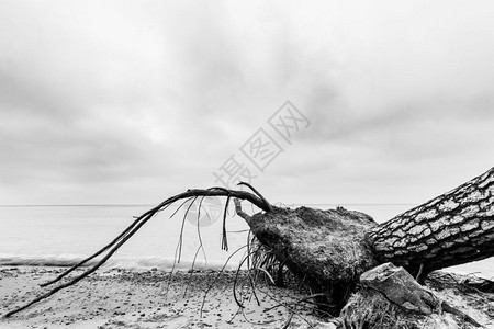 暴风雨过后在海滩上坠落的树黄昏一天海黑白的遥远地平线暴风雨过后在海滩上坠落的树海黑白图片