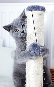 英国短发小猫用蓝灰皮毛养小猫可爱用刮痕抓他的爪子背景图片