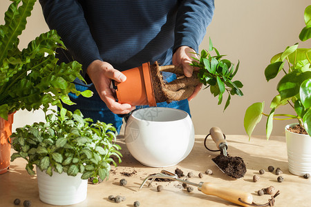 园艺在家种植男人搬图片